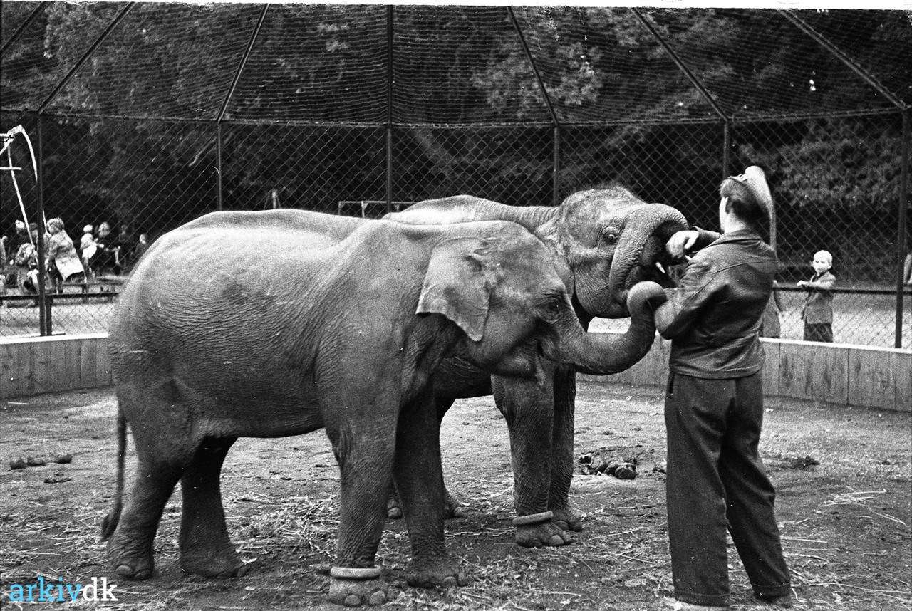 alkove tegnebog kulstof arkiv.dk | Elefanterne i Odense Zoo, oktober 1947