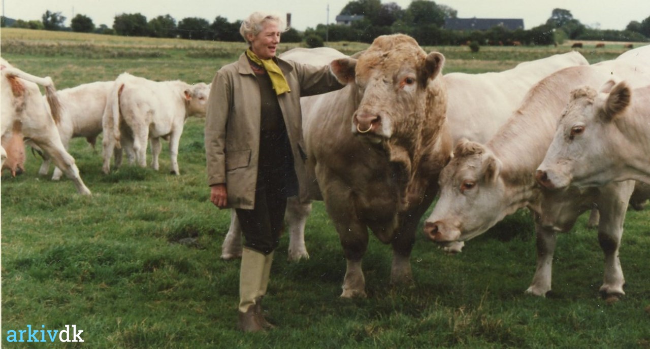 | Else Pedersen med sin Charolais kvæg