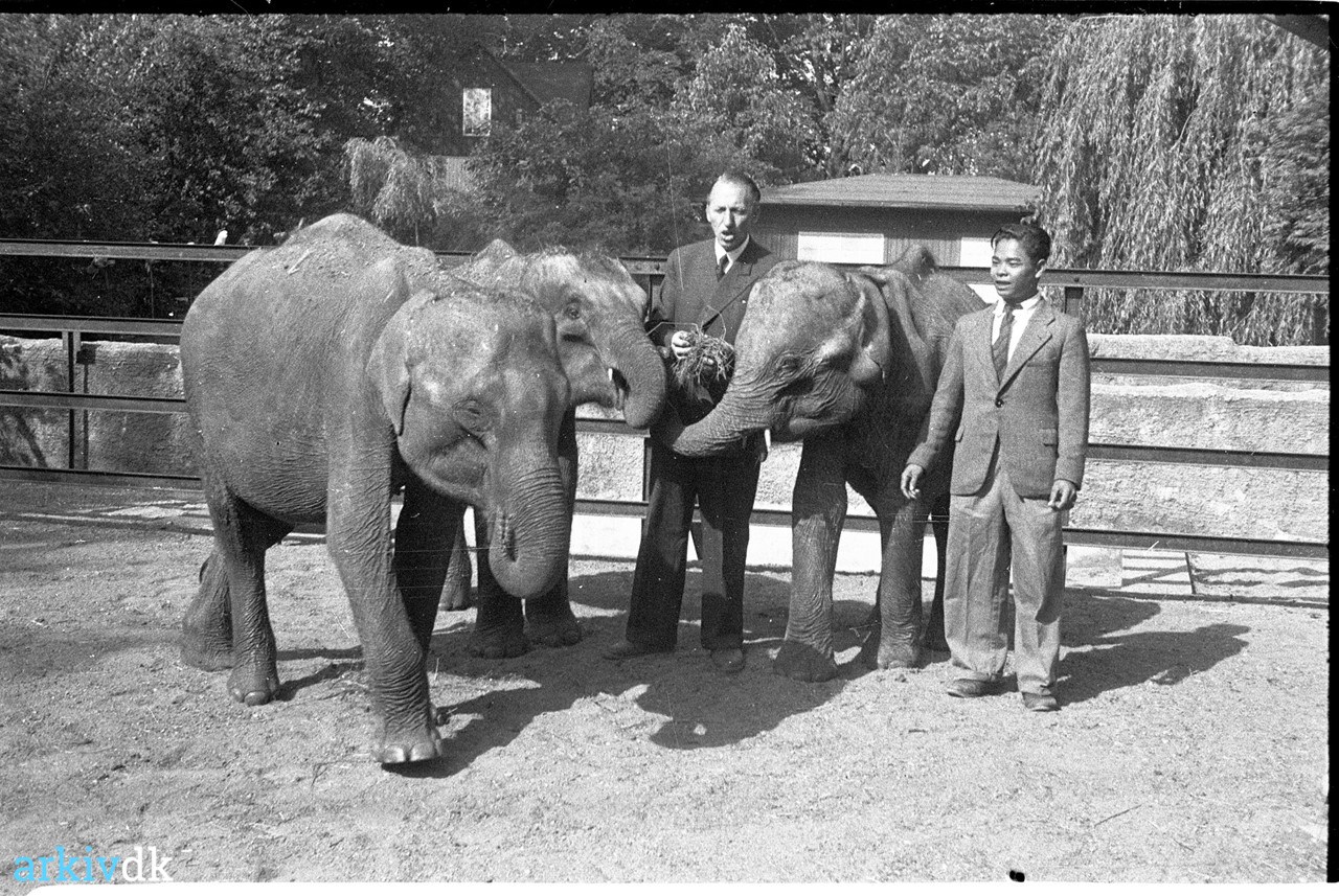 labyrint Ærlighed Menagerry arkiv.dk | Nye elefanter i Odense Zoo, 1948