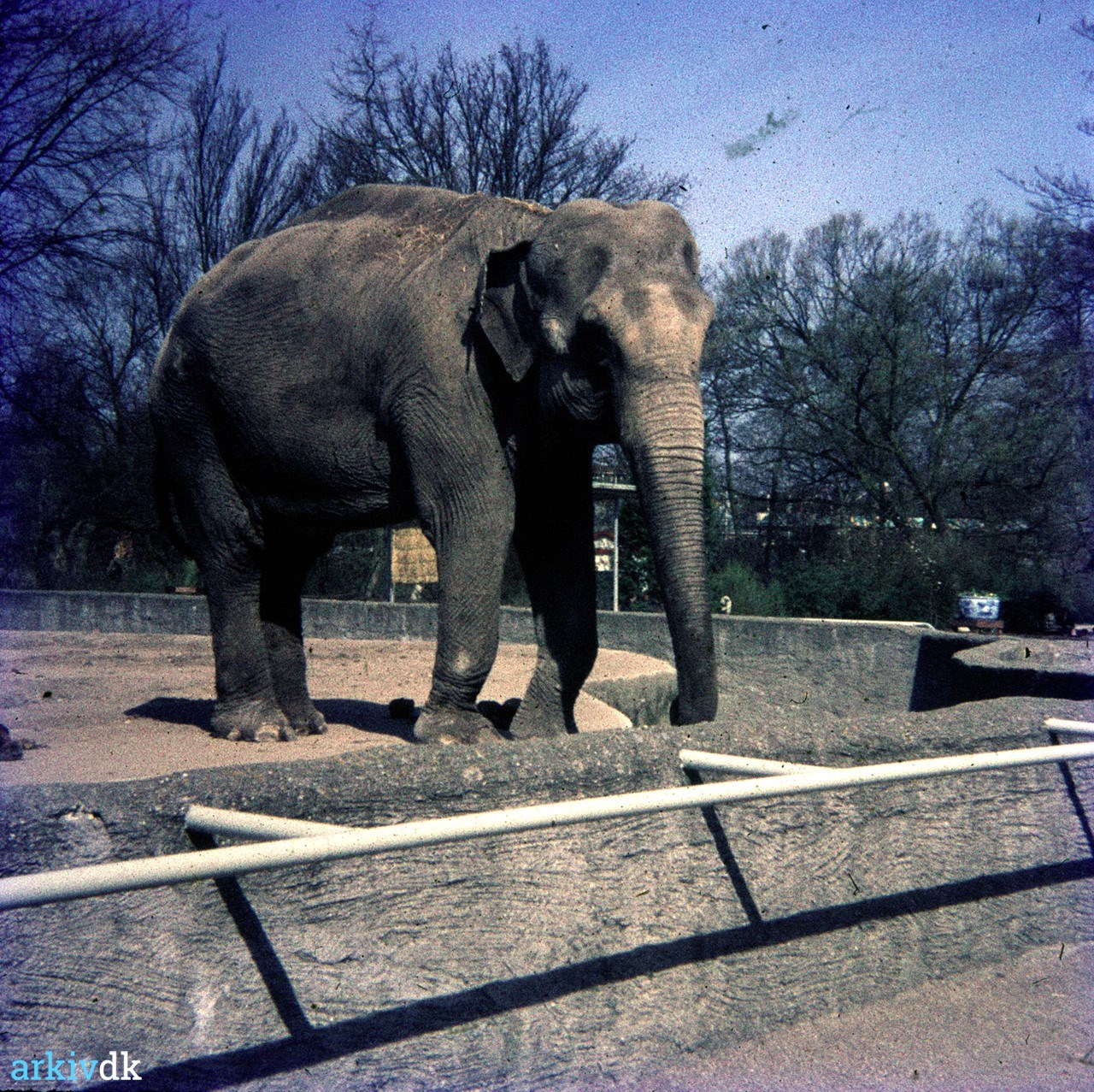 Kridt reagere bladre arkiv.dk | Elefant i Odense Zoo i 1960'erne.