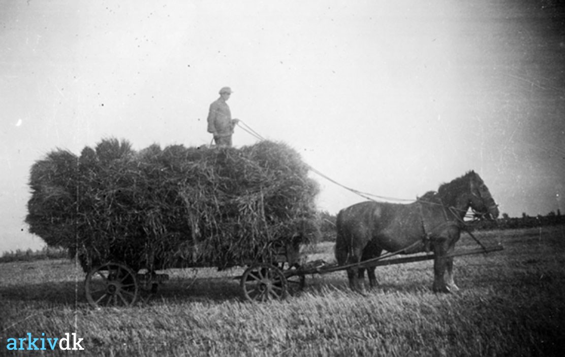 deres tale Uluru arkiv.dk | Mand stående på hestetrukken vogn med kornlæs Kornet køres hjem  til Grønhøjgård