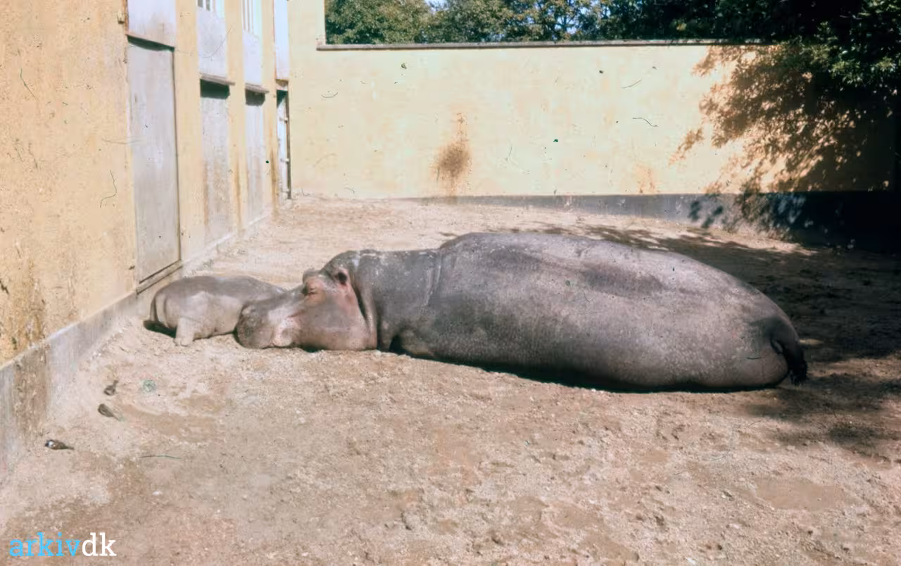 Arkiv Dk Odense Zoo Flodhest Med Unge